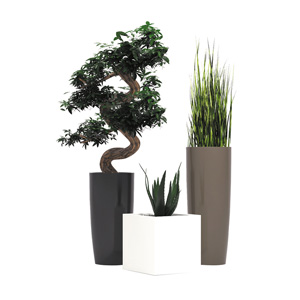 Decorative Plants